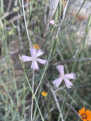 Dianthus namaensis