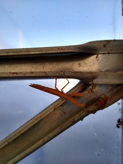 Mantidae