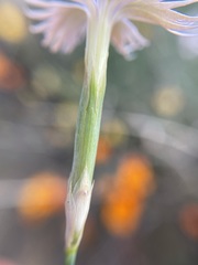Dianthus namaensis