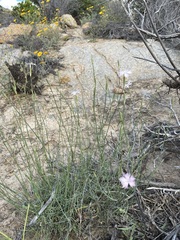 Dianthus namaensis