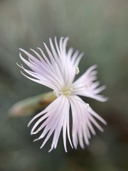 Dianthus namaensis