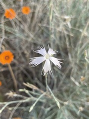 Dianthus namaensis