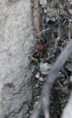 Bischoffitilla lamellata