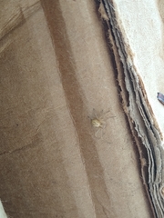 Araneae