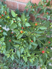 Capsicum annuum glabriusculum