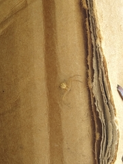 Araneae