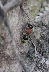 Bischoffitilla lamellata