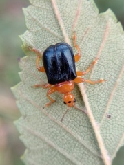 Tomapoderus ruficollis