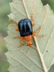 Tomapoderus ruficollis