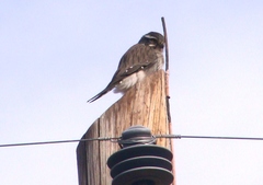 Spiziapteryx circumcincta