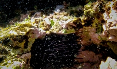 Echinometra vanbrunti