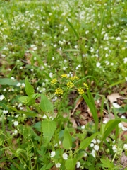 Thaspium trifoliatum