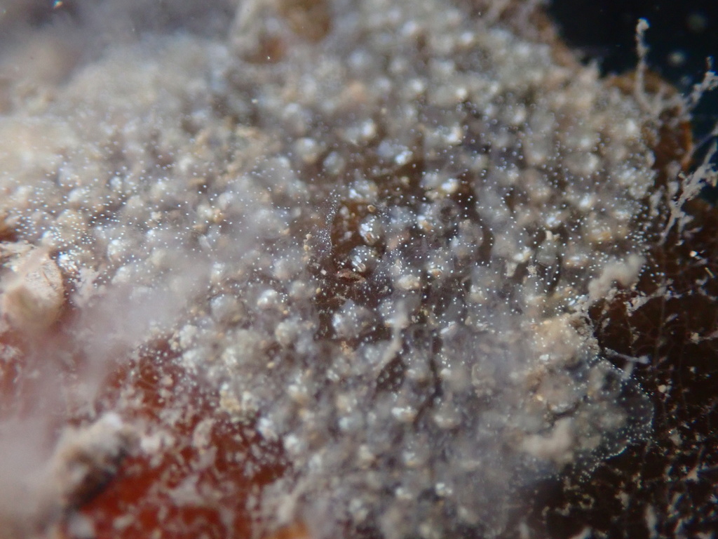 Gray encrusting compound tunicate