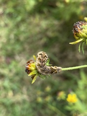 Cirrhophanus triangulifer