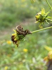 Cirrhophanus triangulifer