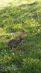 Sylvilagus floridanus