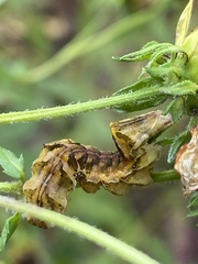 Cirrhophanus triangulifer
