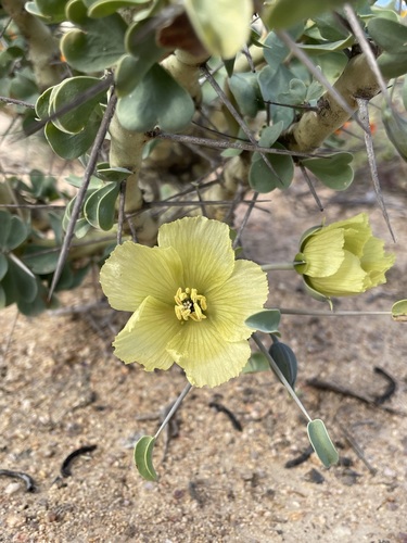 Image of Monsonia spinosa by (c) Matt Berger, some rights reserved (CC BY)