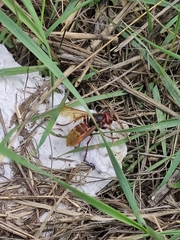 Vespa crabro