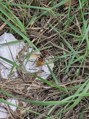 Vespa crabro