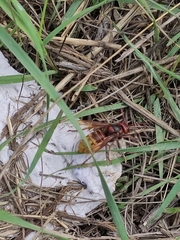Vespa crabro