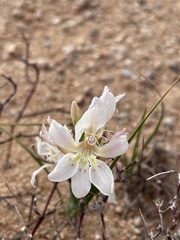 Lapeirousia spinosa