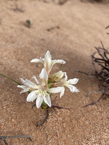 Lapeirousia spinosa