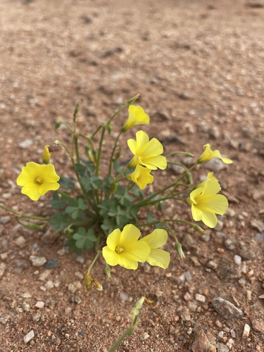 Image of Cliff Sorrel (Oxalis haedulipes) by (c) Matt Berger, some rights reserved (CC BY)