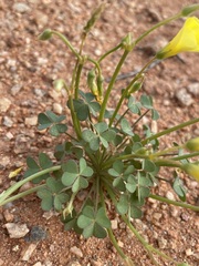 Oxalis haedulipes