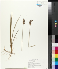 Juncus longistylis