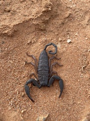 Hadogenes phyllodes