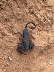 Hadogenes phyllodes