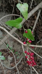 Smilax aspera
