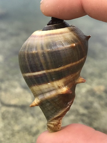 Caribbean Crown Conch