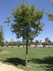 Quercus