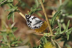 Melanargia titea