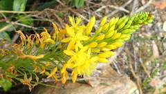 Bulbine latifolia latifolia