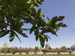 Quercus