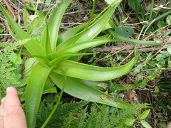 Bulbine latifolia latifolia