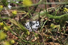 Melanargia titea