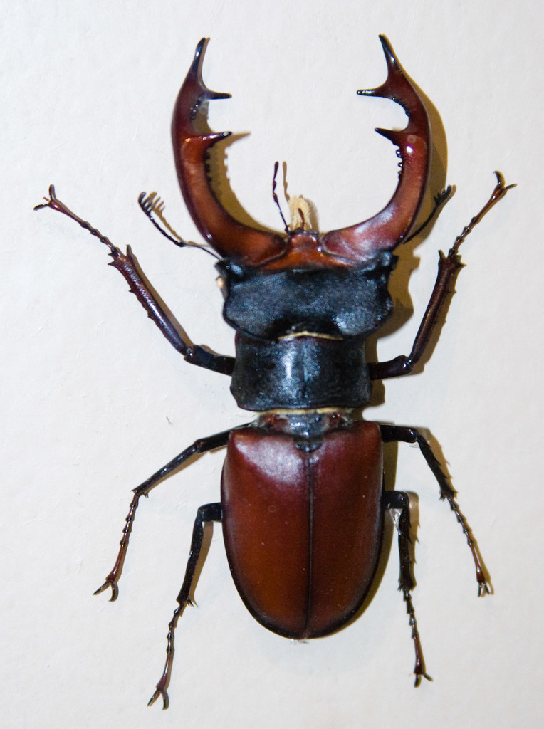 Stag Beetle (Insects of Ohio) · iNaturalist