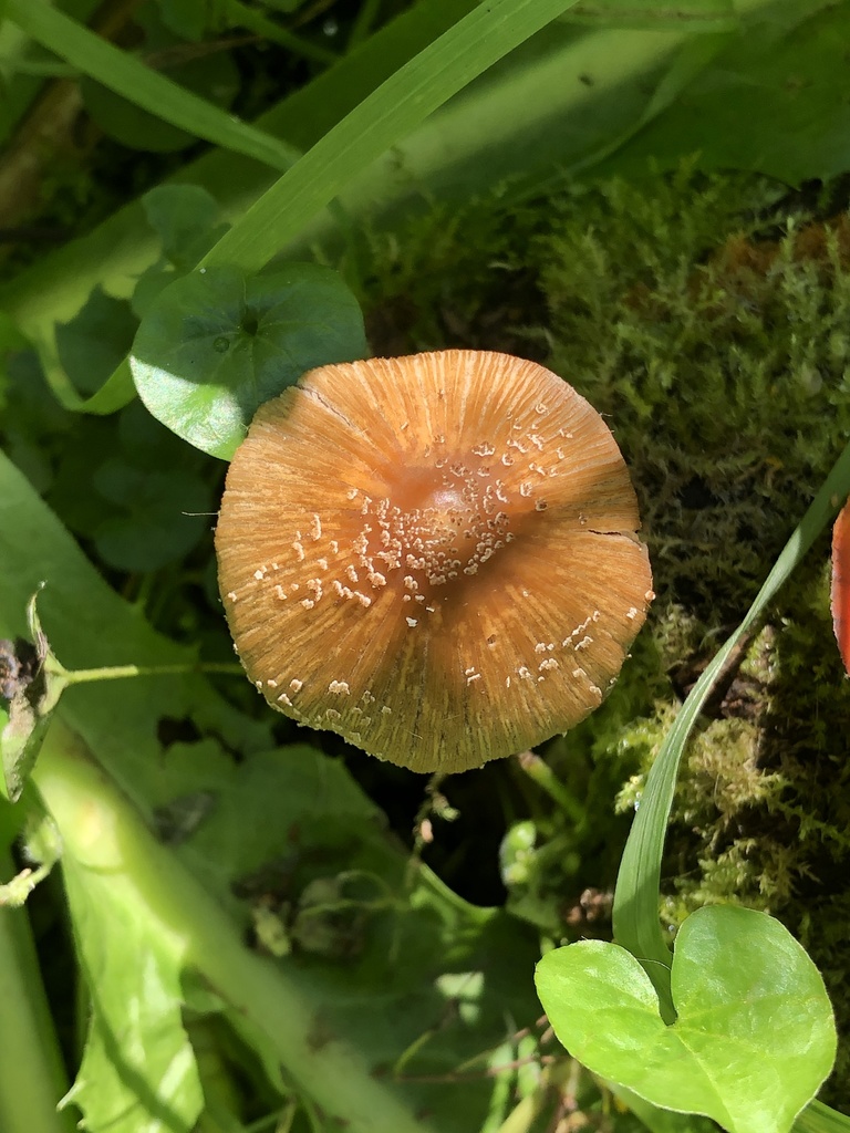 Coprinellus micaceus · October 2021 · photo: © atu (iNaturalist, cc-by)
