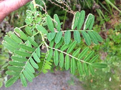 Liriomyza clianthi