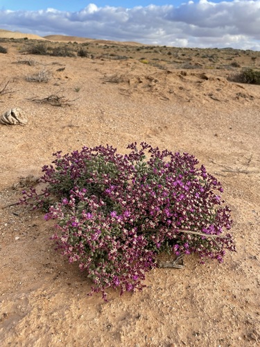 Image of Eberlanzia dichotoma by (c) Matt Berger, some rights reserved (CC BY)