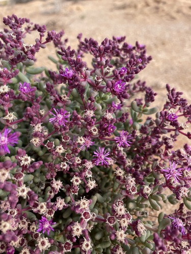 Image of Eberlanzia dichotoma by (c) Matt Berger, some rights reserved (CC BY)