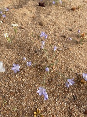 Wahlenbergia polyclada