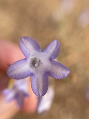 Wahlenbergia polyclada