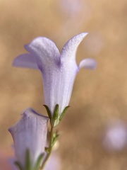 Wahlenbergia polyclada