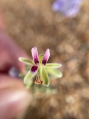 Pelargonium redactum