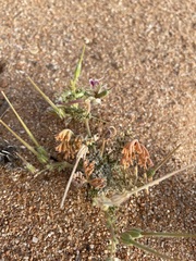 Pelargonium redactum